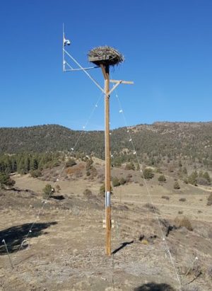 Osprey Nest and Camera