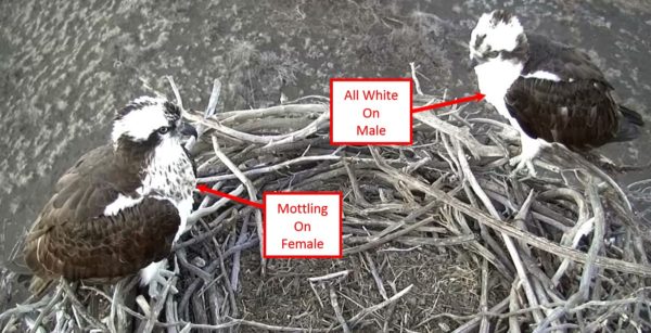 Osprey Male vs Female