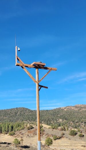 Osprey nest pole 2024